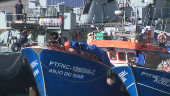 Pescadores ficam sem gaiado para a Festa da Piedade, ZMM fica em silêncio (vídeo)