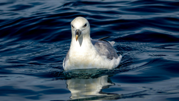 Madeira presente na maior conferência de aves marinhas (áudio)