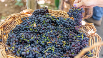 Câmara de Lobos será a Cidade Portuguesa do Vinho em 2027 (áudio)