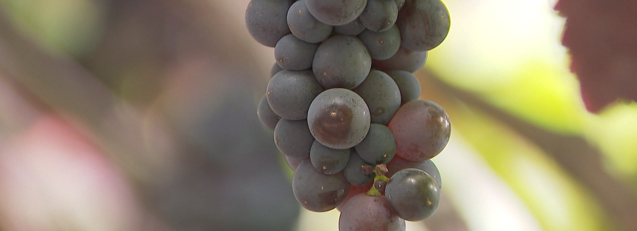 Câmara de Lobos é Cidade do Vinho 2027 (vídeo)