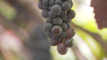 Câmara de Lobos é Cidade do Vinho 2027 (vídeo)