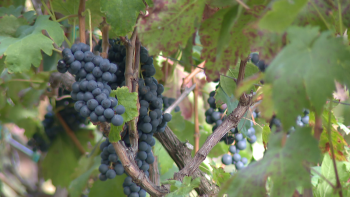 Madeira espera vindimar cerca de 3.300 toneladas de uvas (vídeo)