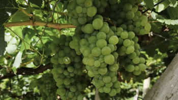 Cerca de 3.650 toneladas de uva produzidas na Região (vídeo)