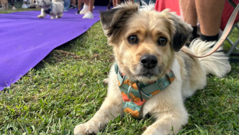 Pessoas deixam animais quando mudam de casa (vídeo)
