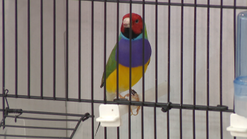 Pavilhão dos Trabalhadores recebe 1.700 aves (vídeo)