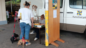 Cerca de 500 cães e gatos são vacinados por ano no Funchal (vídeo)